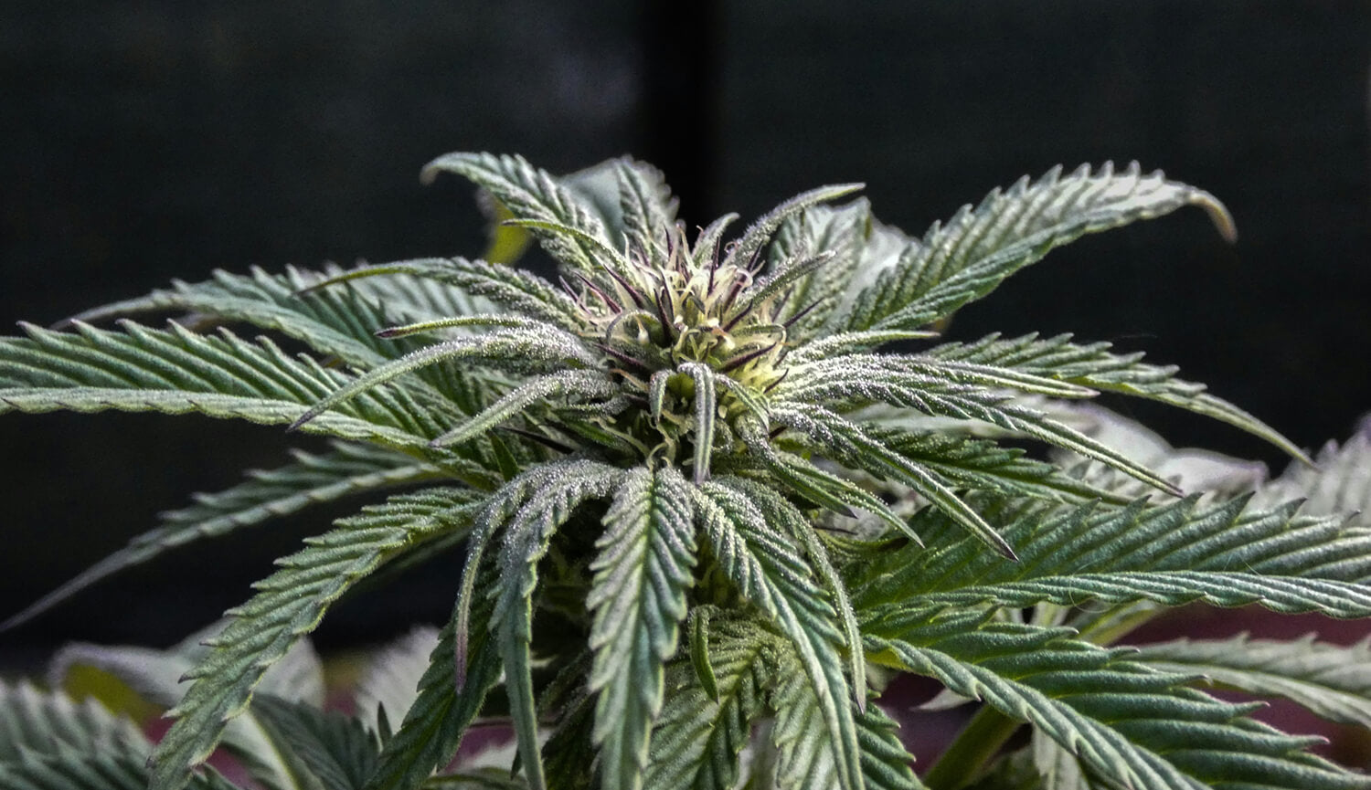 What Is The Strongest CBD Flower Strain? – Acknowledge