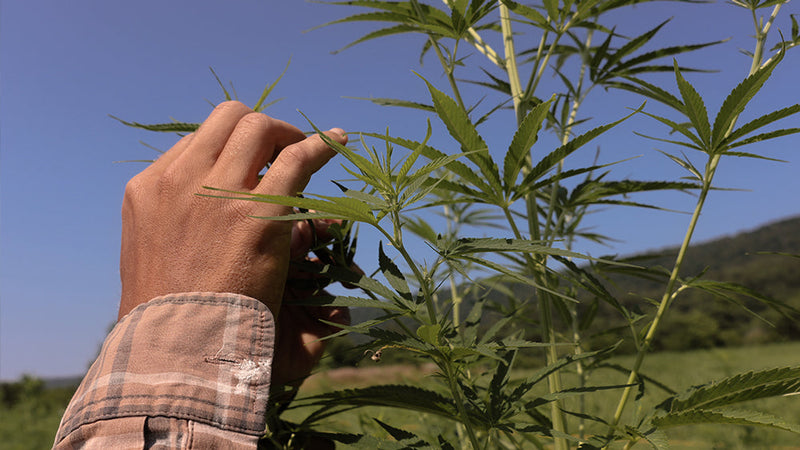 Man cheking an Acknowledge plant.