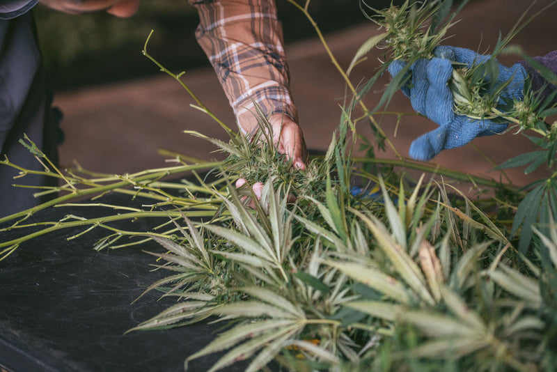 A organic Hemp grown at the Acknowledge Farms