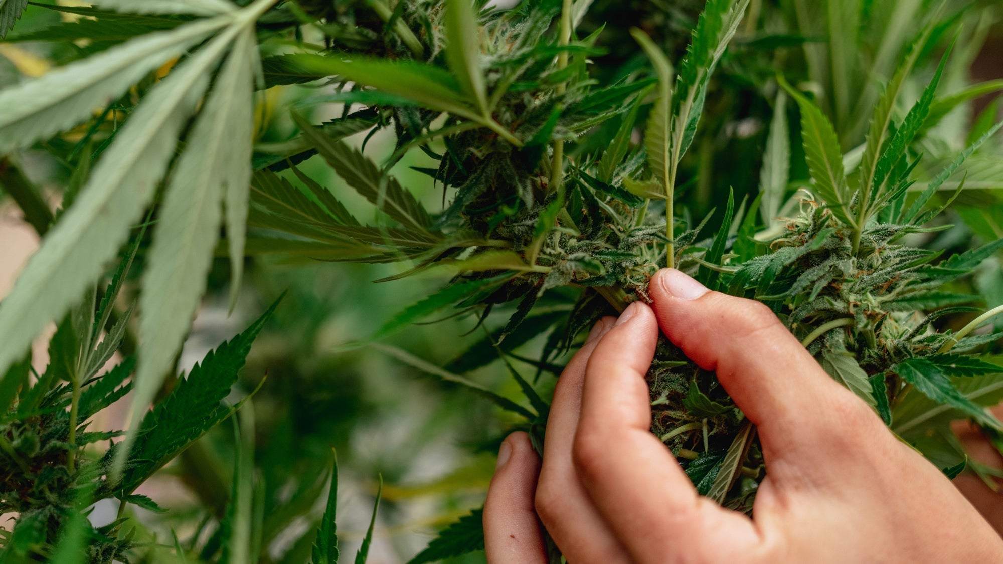 The Master List of CBD Strains