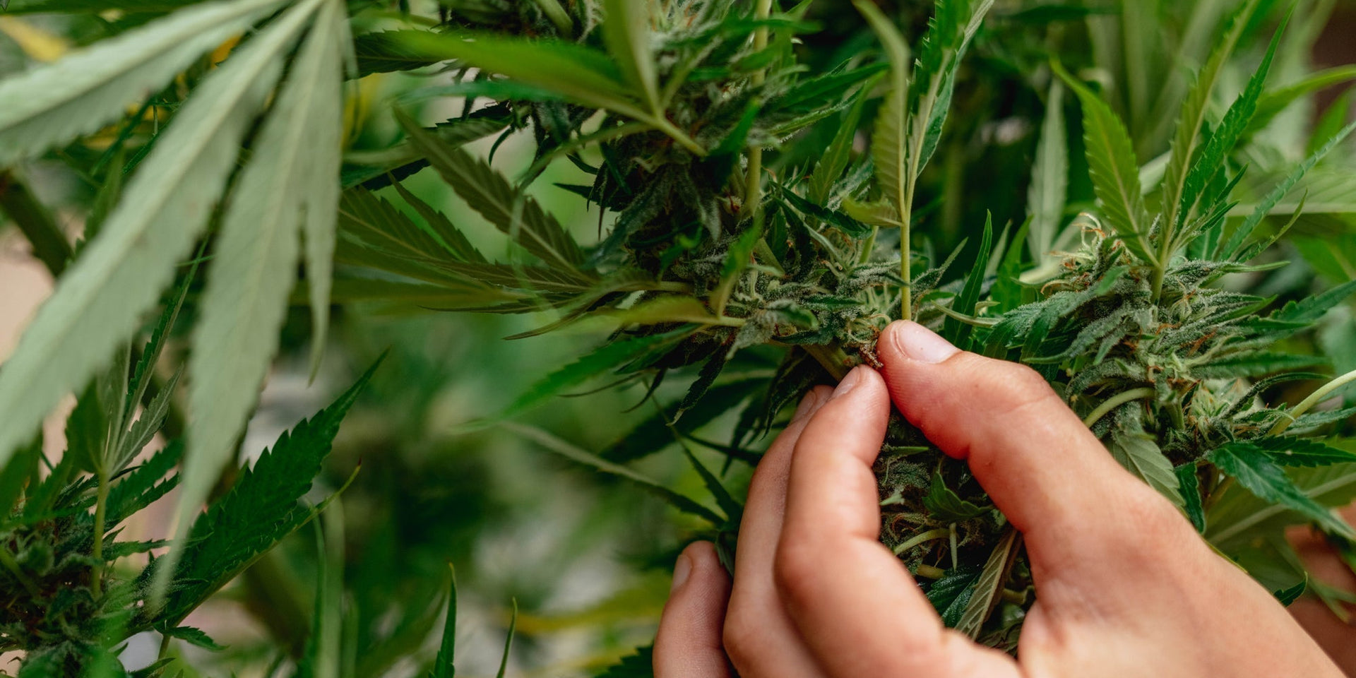 The Master CBD Strains List: Key Effects & Full-Spectrum Hemp – Acknowledge