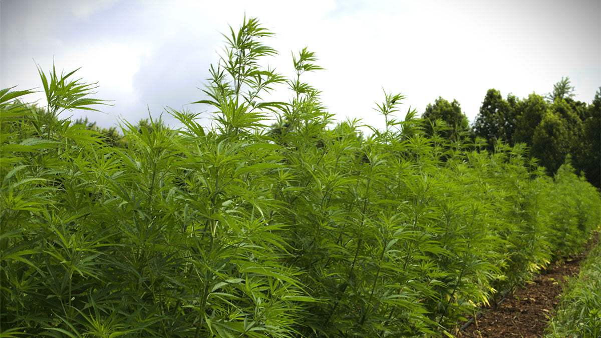 Acknowledge Hemp Farm