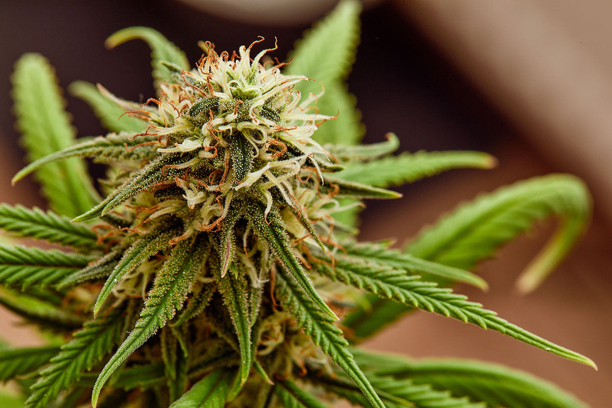 AC Diesel CBD Strain – Origins, Effects, Benefits & Usage Guide ...