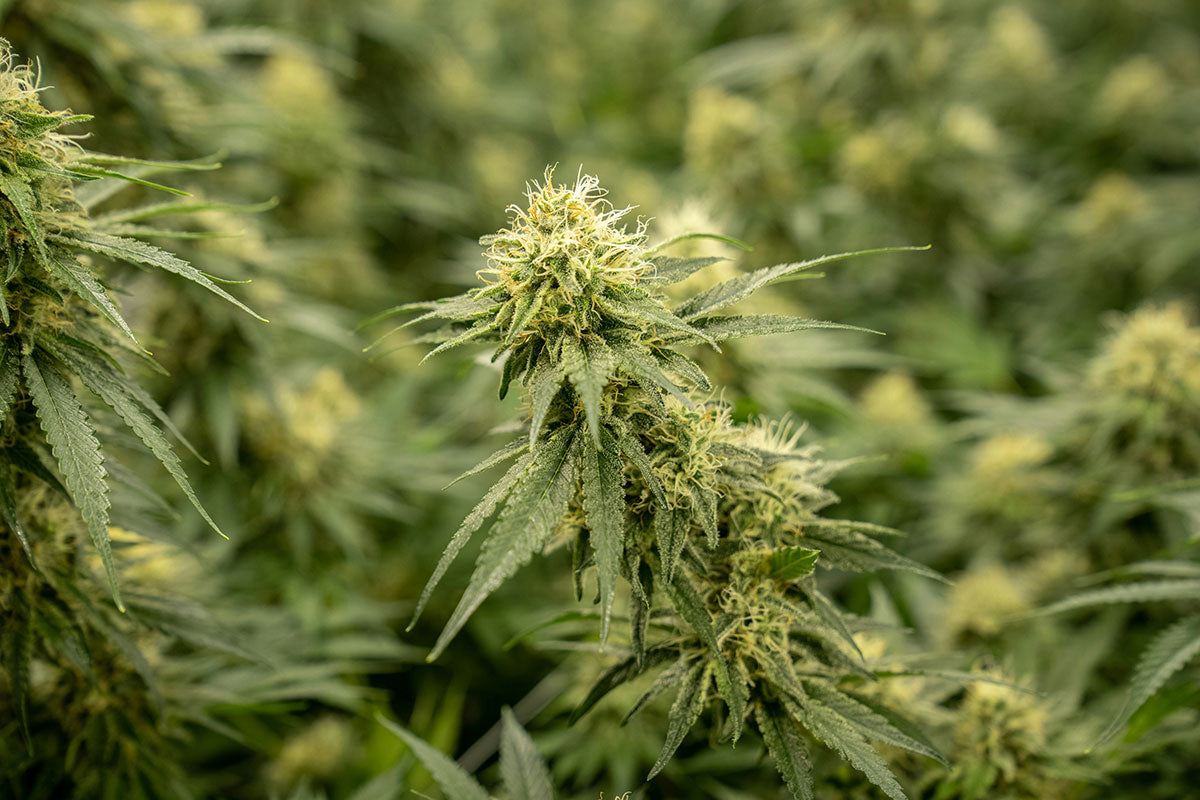 Forbidden V CBD Strain: Benefits, Effects, and Best Ways to Use It ...