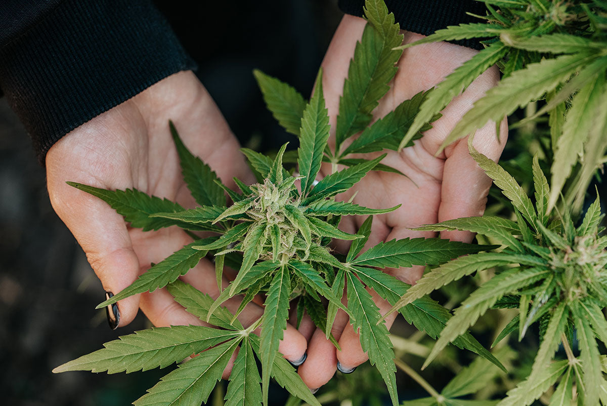 CBD/THC plant hold by a hand