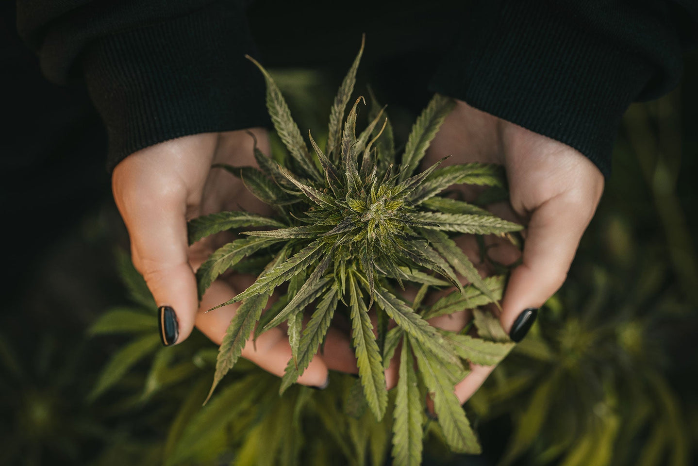 AC/DC CBD Strain: Benefits, Effects & Everyday Uses – Acknowledge