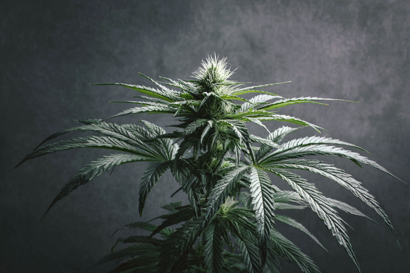 Berry Blossom CBD plant over a grey background