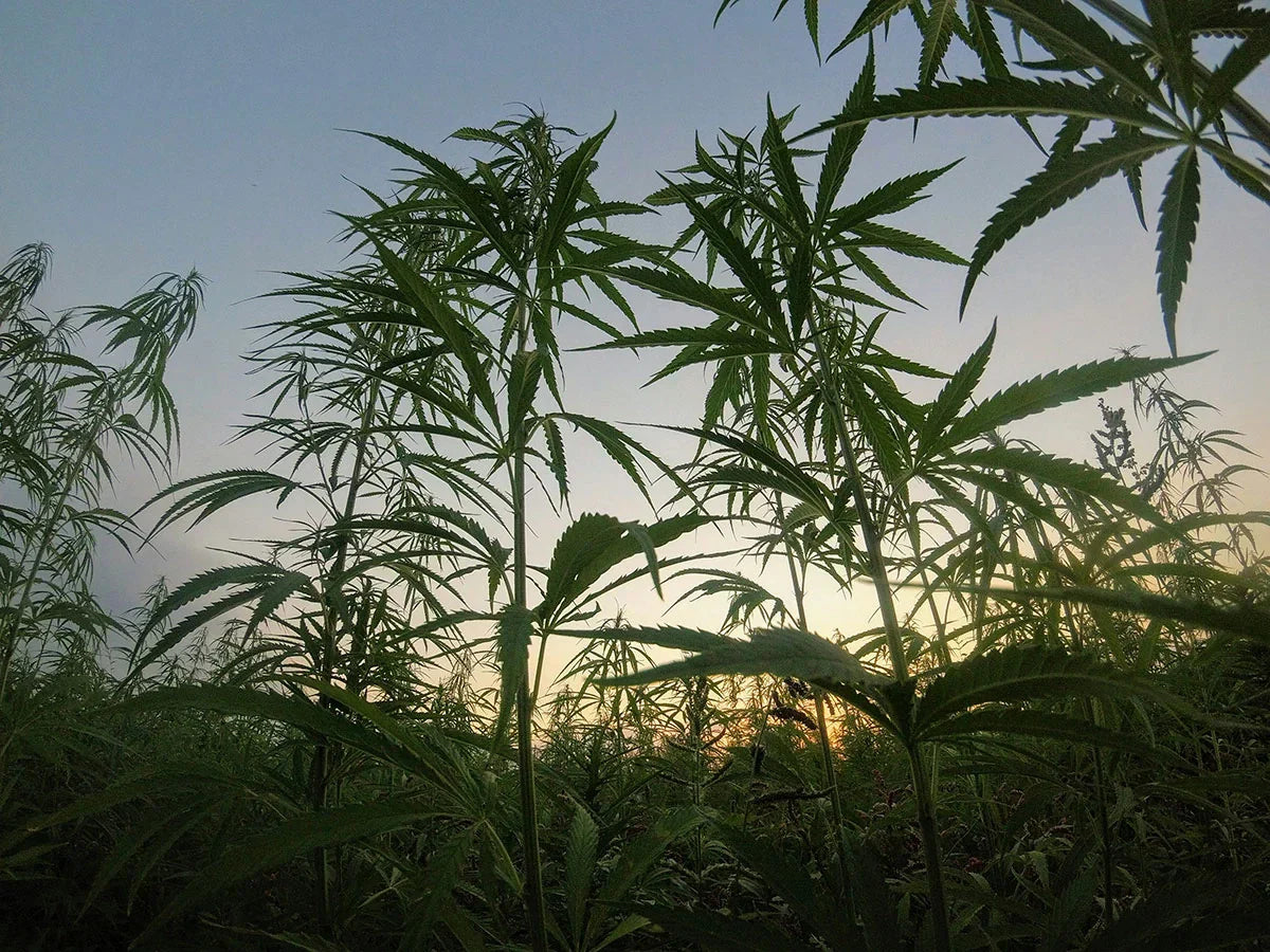 an image of regenerative organic hemp plants growing in a field.