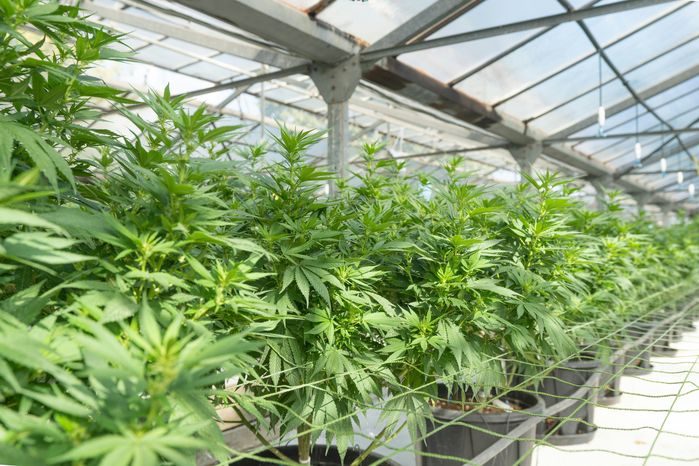 An image of cannabis plants growing in a greenhouse under natural light with netting support.