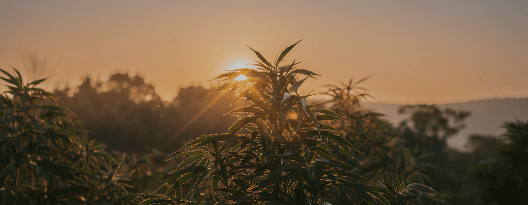 Design by Nature.png__PID:575ec4d0-8641-4206-9329-032f1ba12c4e