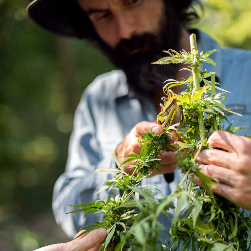 Acknowledge farmer inspecting organic hemp plants on a regenerative farm in Maryland, ensuring traceable, full-spectrum CBD quality.