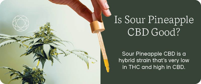 Is Sour Pineapple CBD Good_