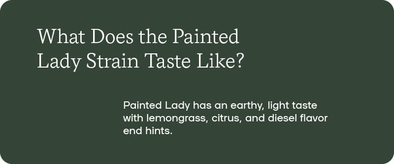 What Does the Painted Lady Strain Taste Like?