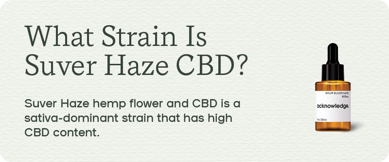 A graphic asking What Strain Is Suver Haze CBD